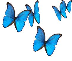 blue_butterflies_7xiz.jpg